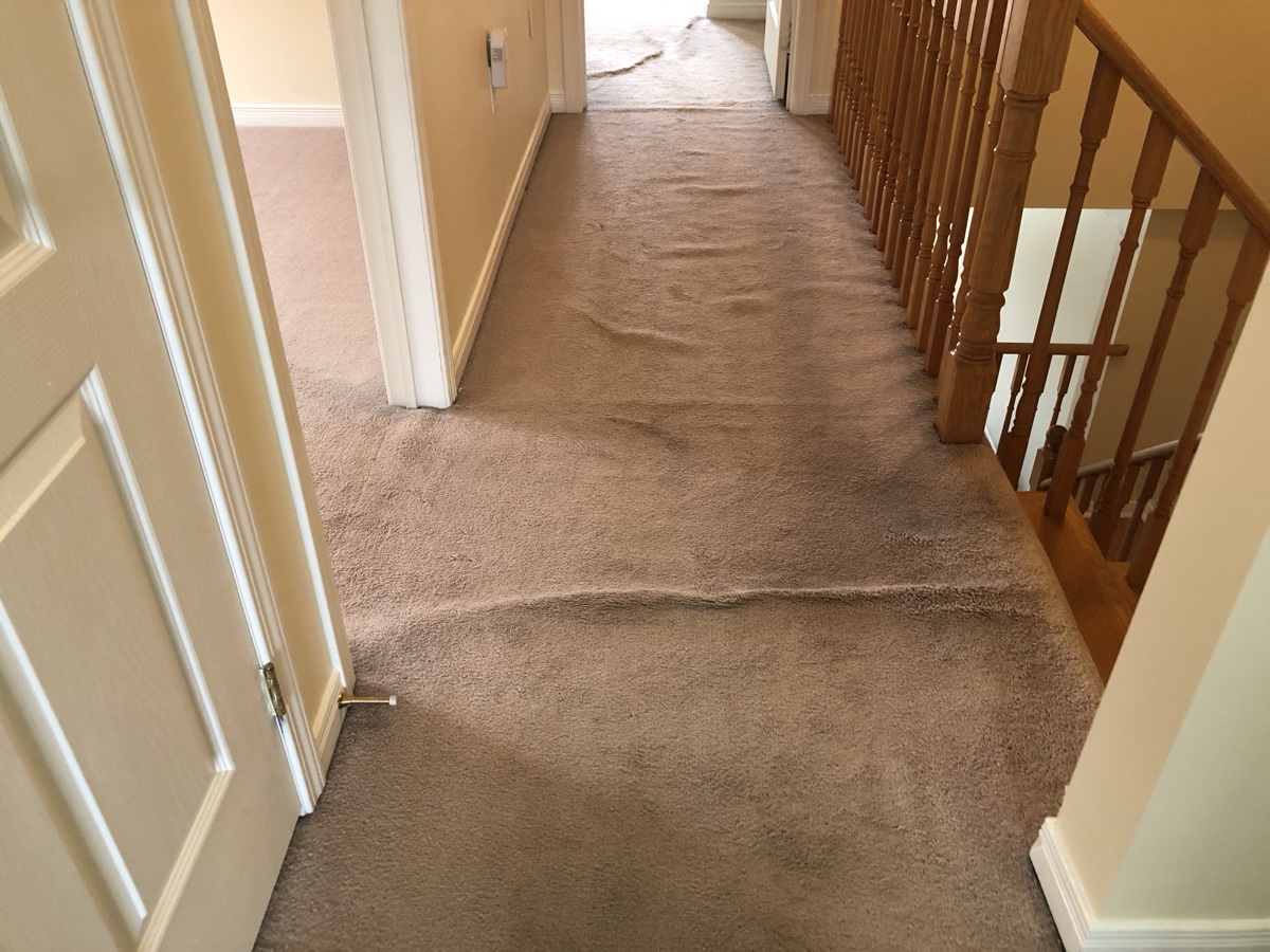 Why does my carpet buckle? and how to remove wrinkles from carpet