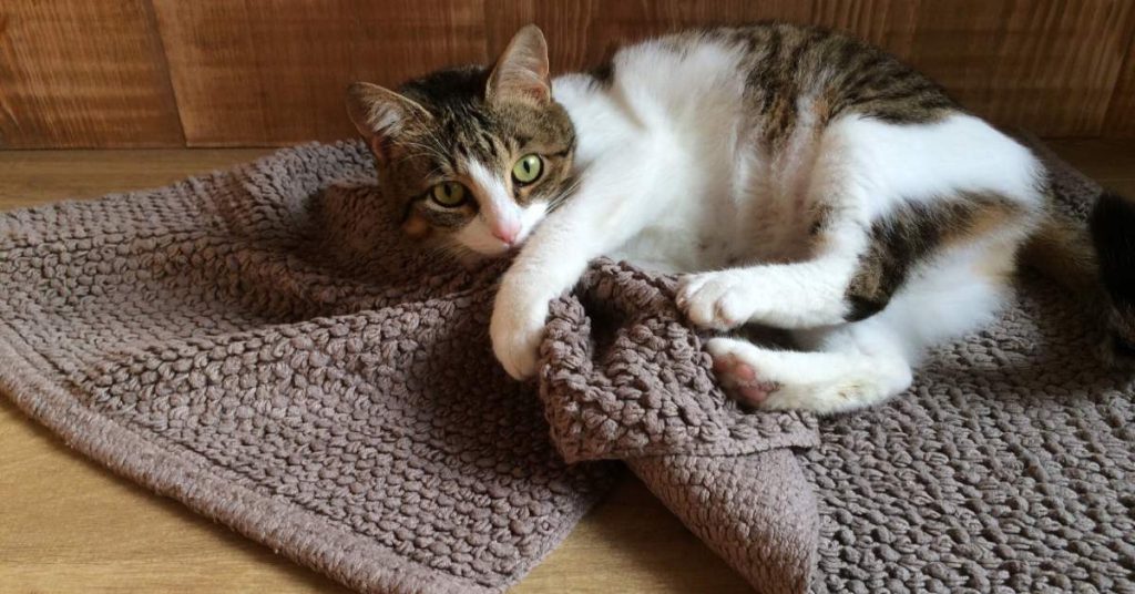 Paws on Carpet: What is the Best Carpet for Pets?